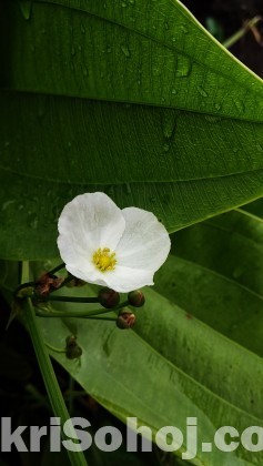 Mexican Sword Plant